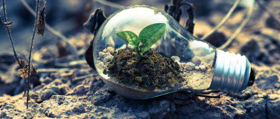 Small plant growing inside light bulb symbolizing sustainability and green energy